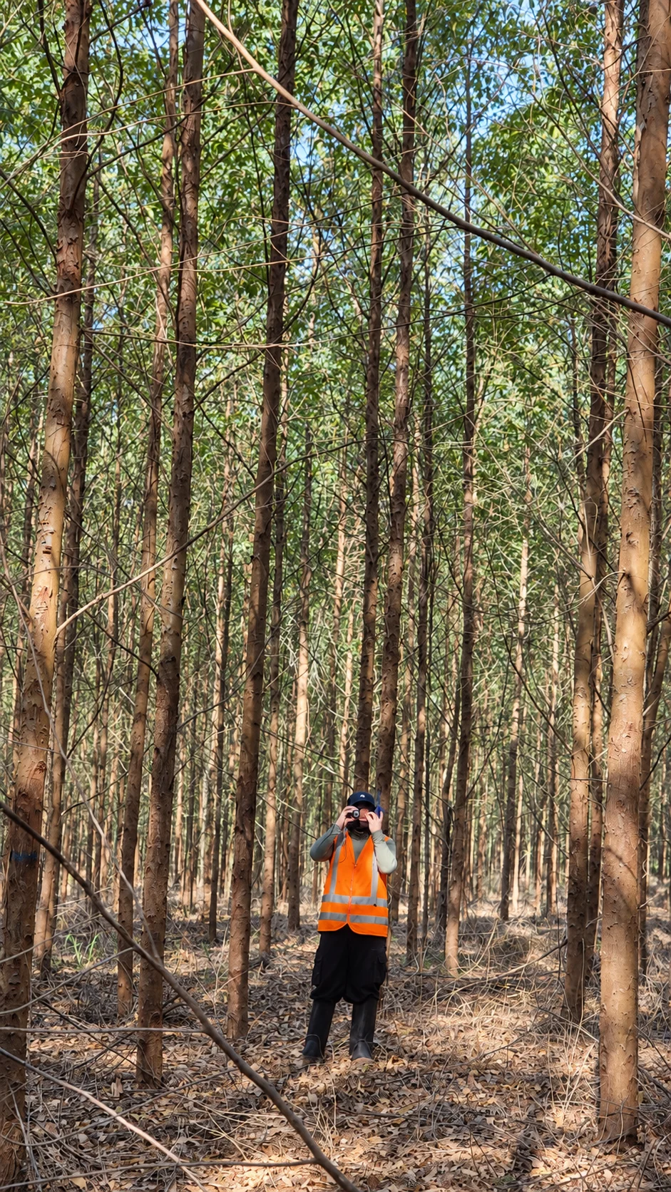 Profissional em campo registrando uma área de floresta